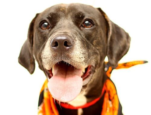 Dog at animal shelter