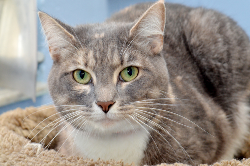 Stray cat at animal shelter