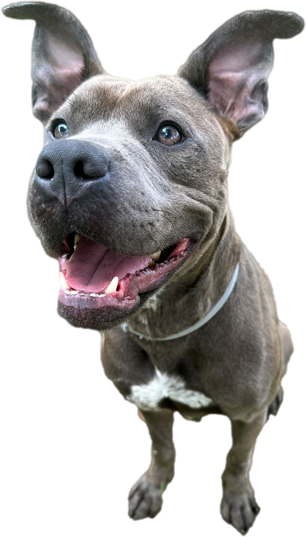 dog