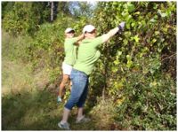 Removing invasive plants