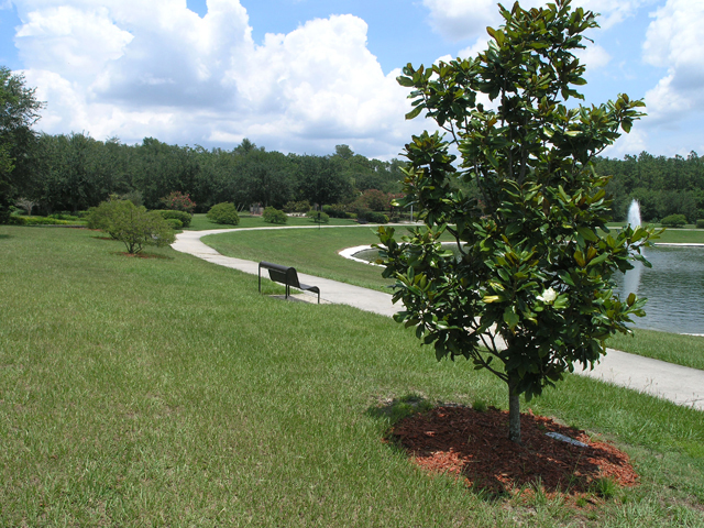 Learn More Memorial Program Web