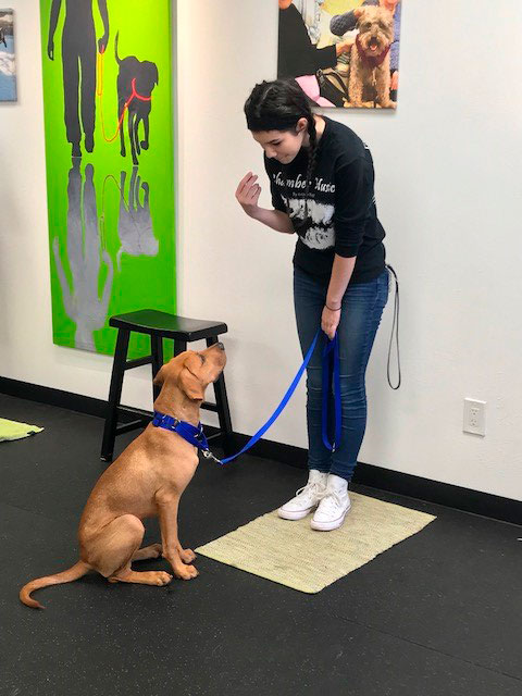 Training Pet training session demonstrating responsible pet care
