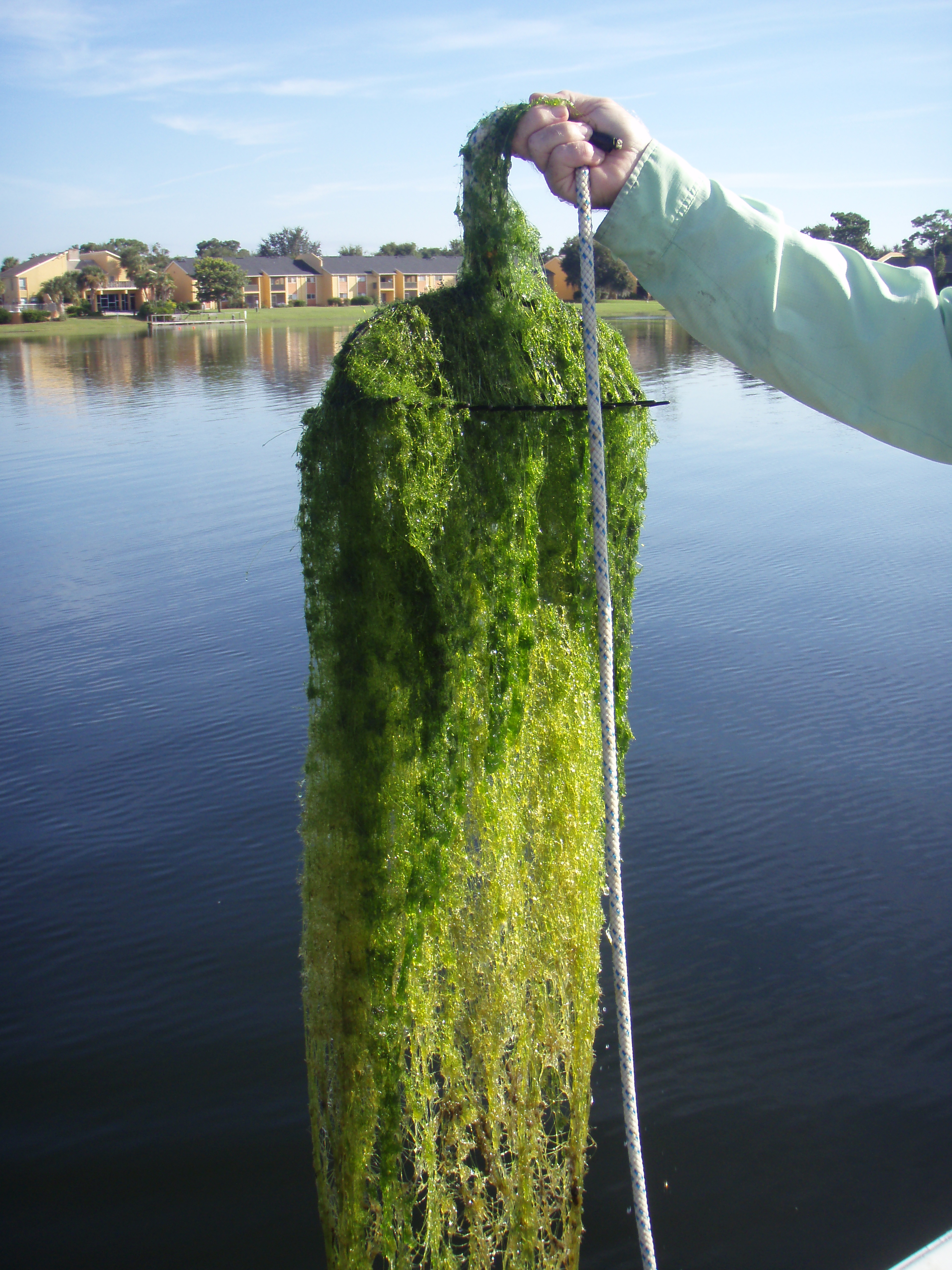 water-tree