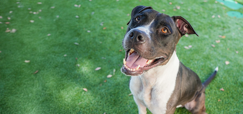 Community Steps Up for Clear the Shelter Campaign.